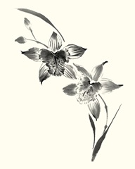Studies in Ink - Cymbidium