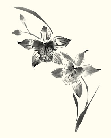 Studies in Ink - Cymbidium