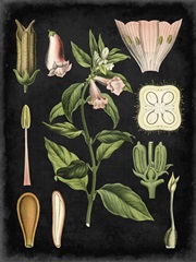 Study in Botany II