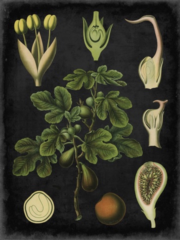 Study in Botany IV
