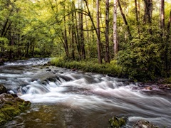 Sunlight on Jake's Creek II