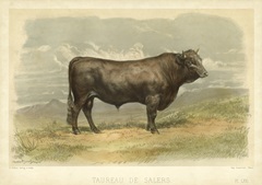 Taureau De Salers