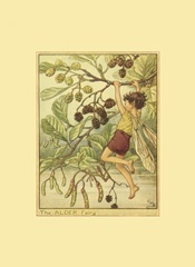 The Alder Fairy