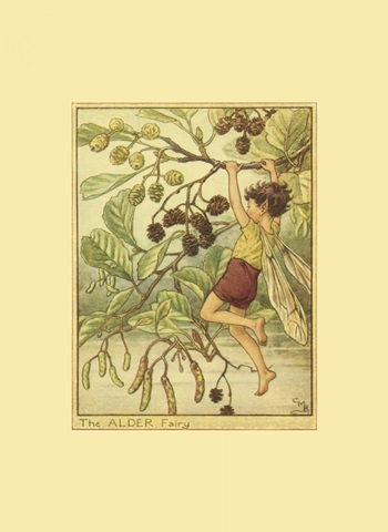 The Alder Fairy