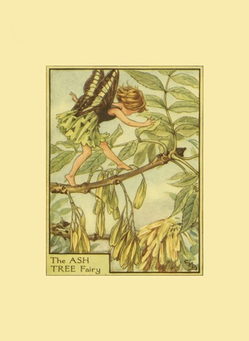 The Ash Tree Fairy