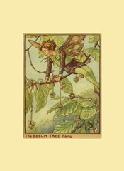 The Beech Tree Fairy