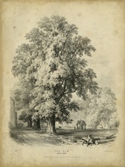 The Elm