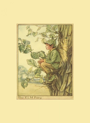 The Elm Fairy