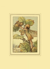 The Hazelnut Fairy