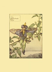 The Nightshade Fairy