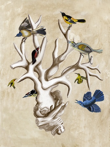 The Ornithologist's Dream II