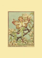The Pear Blossom Fairy