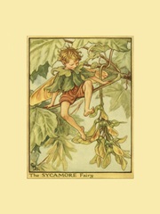 The Sycamore Fairy