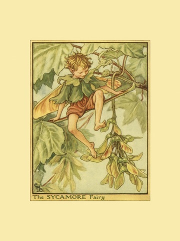 The Sycamore Fairy