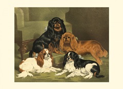 Toy Spaniels