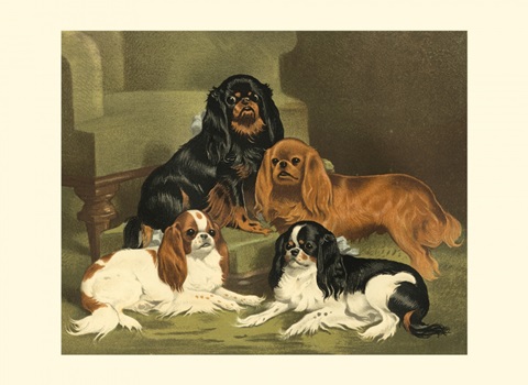 Toy Spaniels