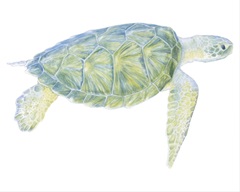 Tranquil Sea Turtle I