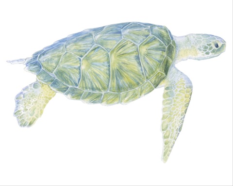 Tranquil Sea Turtle I