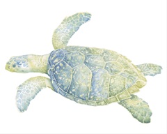Tranquil Sea Turtle II