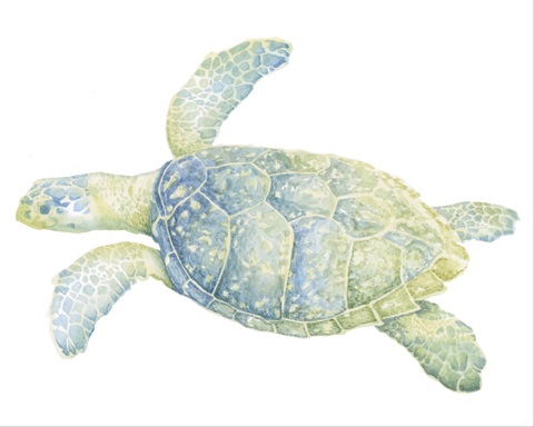 Tranquil Sea Turtle II