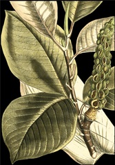 Tranquil Tropical Leaves II