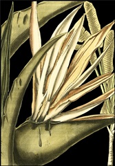 Tranquil Tropical Leaves III