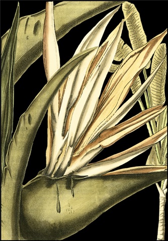 Tranquil Tropical Leaves III