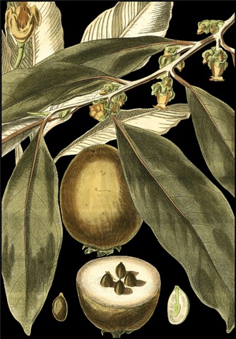 Tranquil Tropical Leaves IV