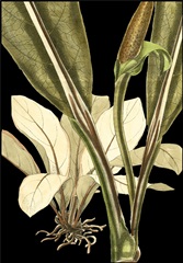 Tranquil Tropical Leaves V