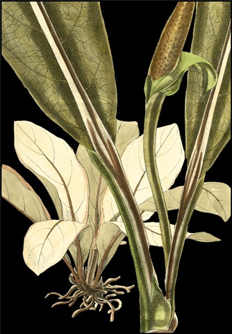 Tranquil Tropical Leaves V