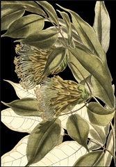 Tranquil Tropical Leaves VI