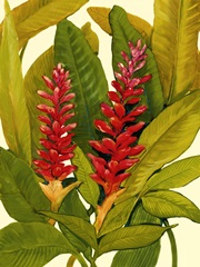 Tropical Red Ginger