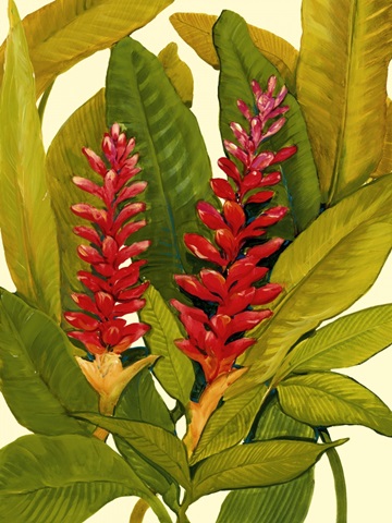 Tropical Red Ginger