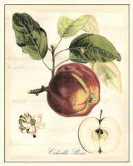 Tuscan Fruits I
