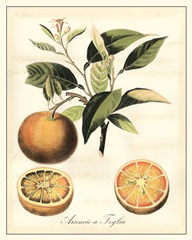 Tuscan Fruits III
