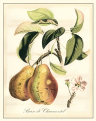 Tuscan Fruits IV