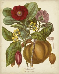 Twining Botanicals I