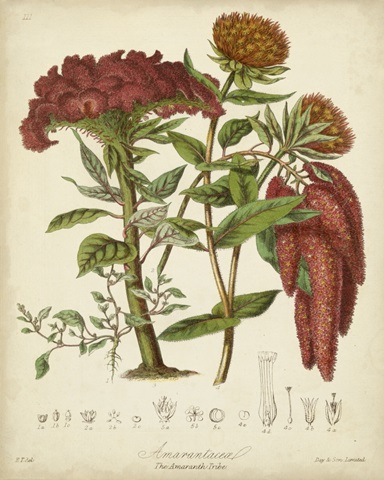 Twining Botanicals II