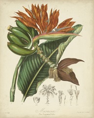 Twining Botanicals III