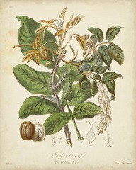 Twining Botanicals VI