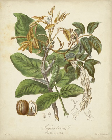 Twining Botanicals VI