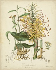 Twining Botanicals VII