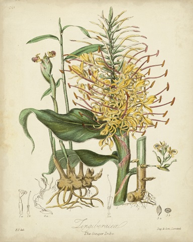 Twining Botanicals VII