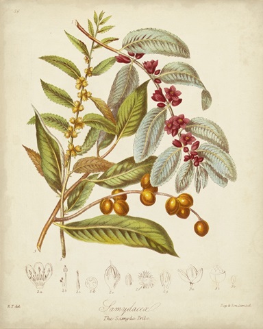 Twining Botanicals VIII