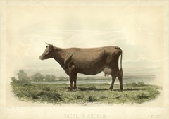 Vache D'Angeln