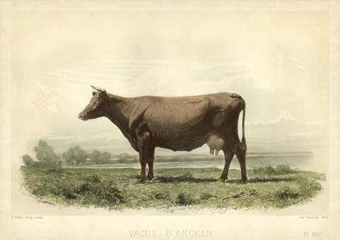 Vache D'Angeln