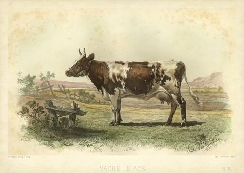 Vache D'Ayr