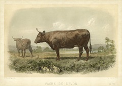 Vache De Devon