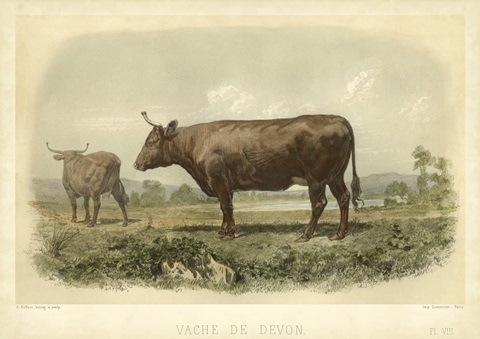 Vache De Devon