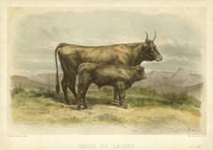 Vache De Salers